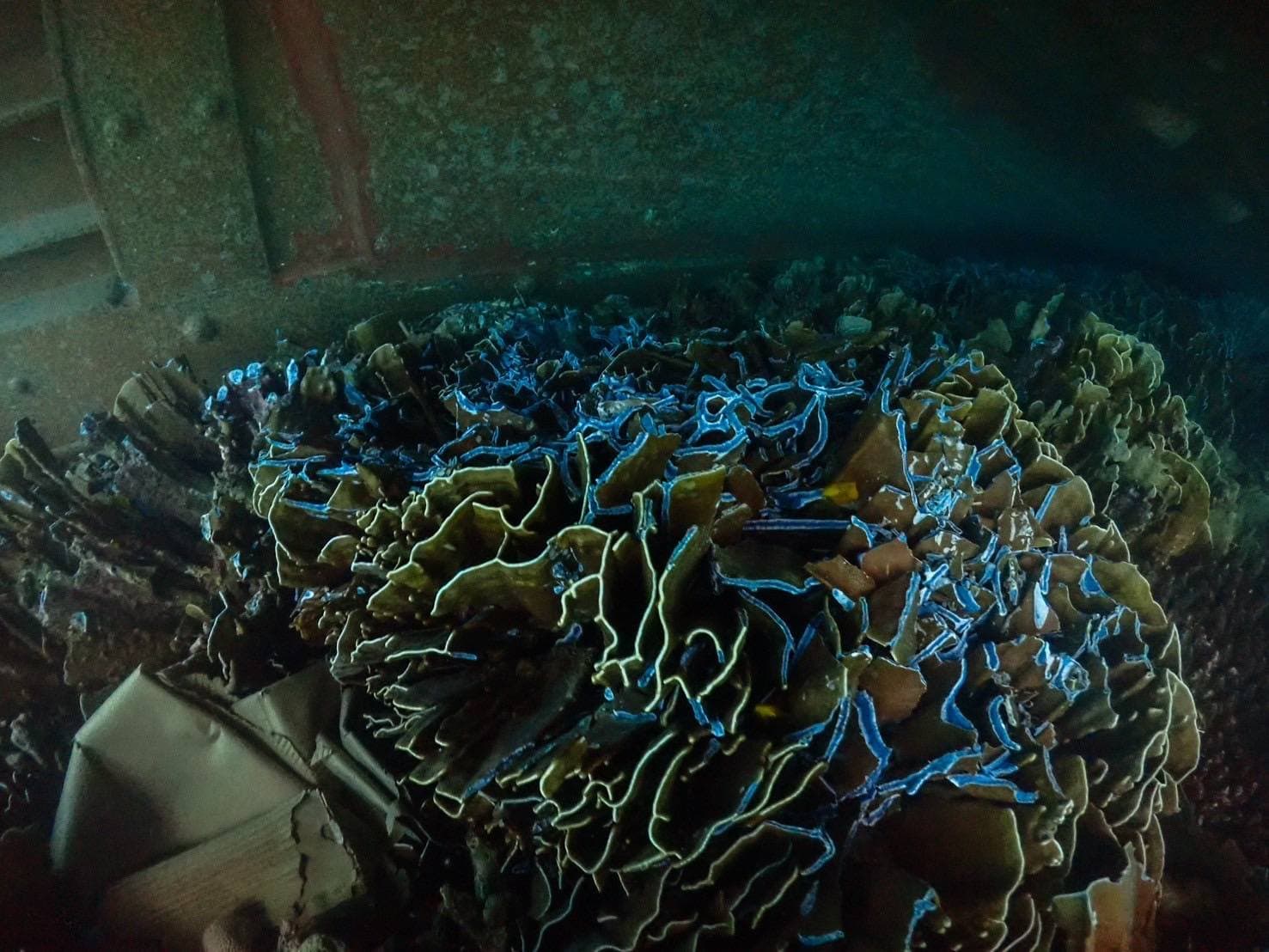 ปะการังสีน้ำเงิน (Heliopora coerulea) เสียหายประมาณ 80%