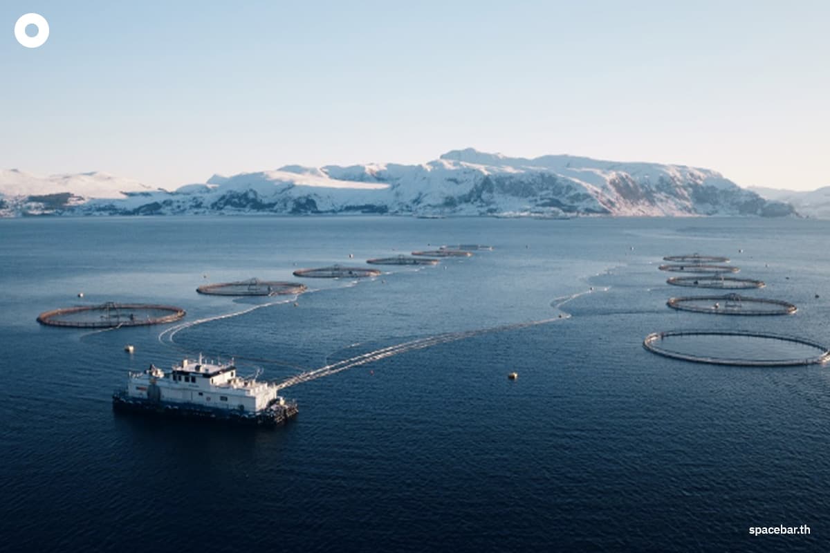 CP-AXTRA-x- Mowi-SPACEBAR-Photo12.jpg