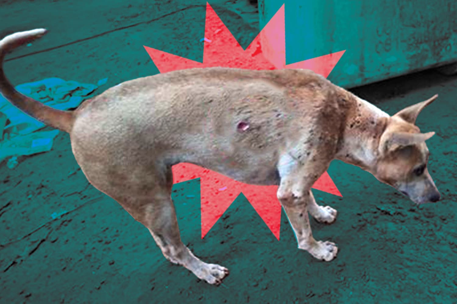 #เรื่องเล่าชายแดนไทย หมาไทยไม่ธรรมดา ‘หูตั้ง’ อีกหนึ่งแนวหน้าปราสาทตาเมือนธม