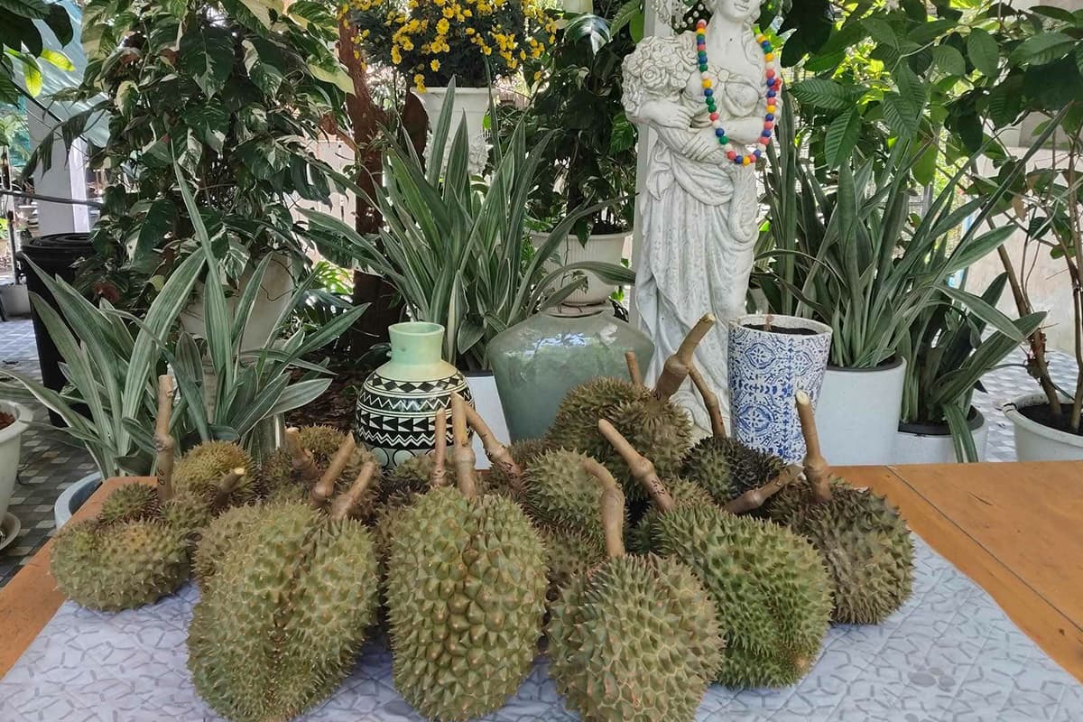 Overcoming-the-crisis-of-falling-durian-prices-SPACEBAR-Photo04.jpg