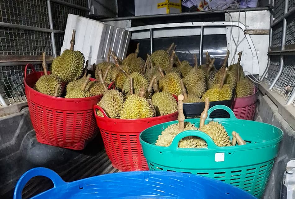 ฝ่าวิกฤตราคาทุเรียนตกต่ำ ทำอย่างไรให้ไทยยังยืนหนึ่งในตลาดโลก