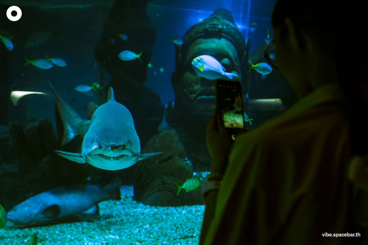 Photo_story_Sea_life_bangkok_new_8_sharks_SPACEBAR_Photo02_f80556073e.jpg