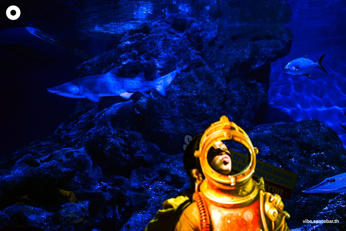 Photo_story_Sea_life_bangkok_new_8_sharks_SPACEBAR_Photo04_9c4053826f.jpg