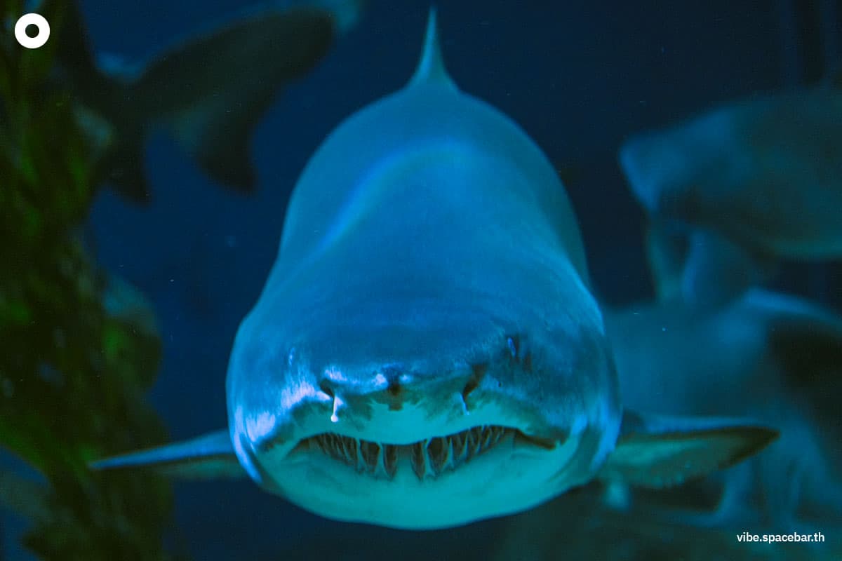 Photo_story_Sea_life_bangkok_new_8_sharks_SPACEBAR_Photo05_fc87873d5b.jpg