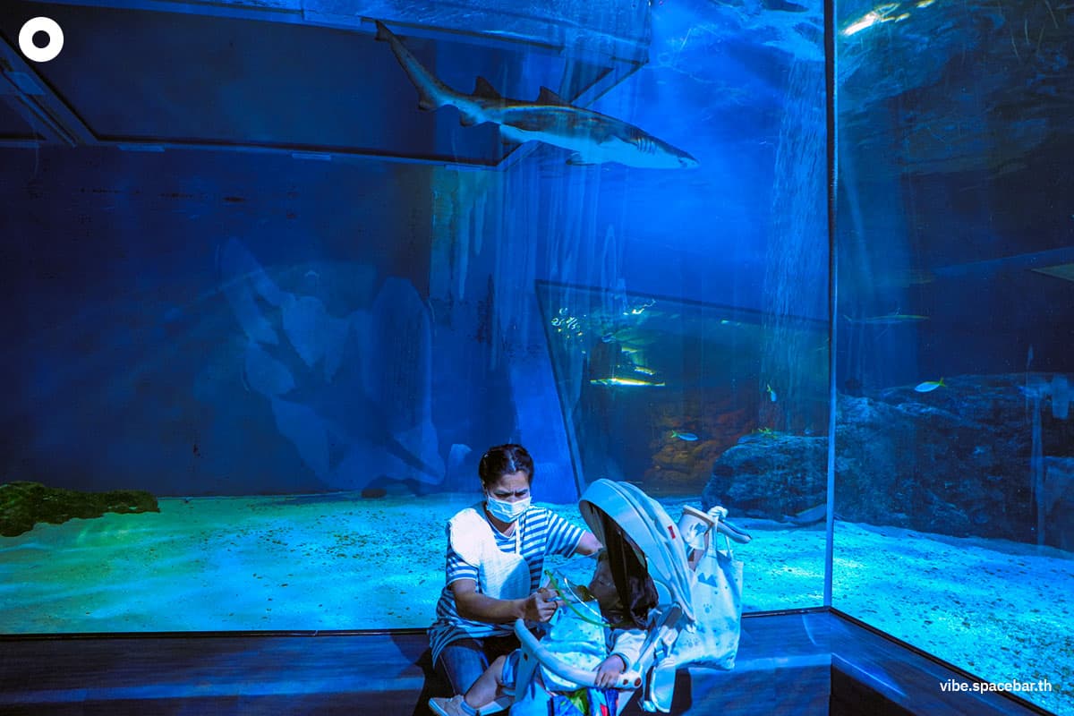 Photo_story_Sea_life_bangkok_new_8_sharks_SPACEBAR_Photo11_0ac4d9abff.jpg