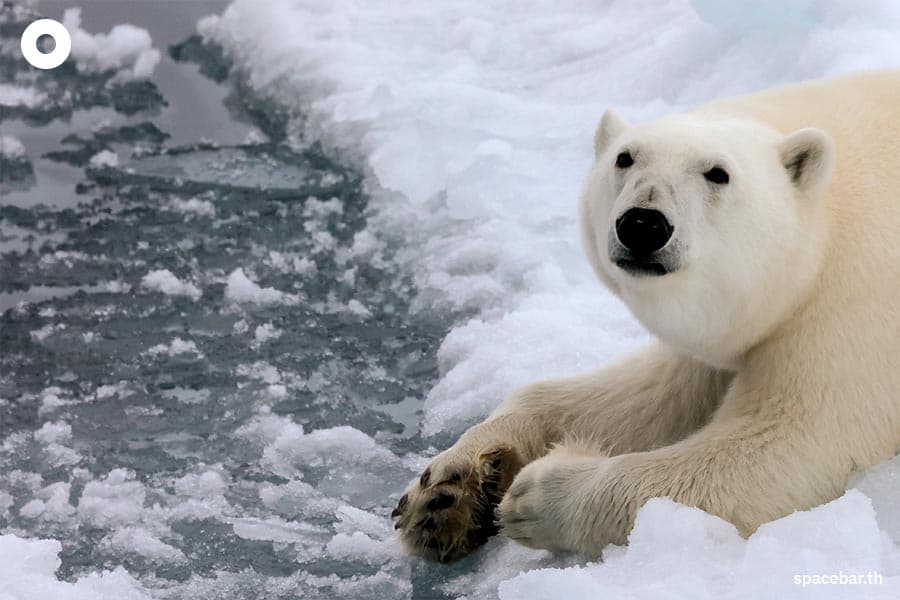 Polar_Bear_Transparent_Fur_SPACEBAR_Photo01_5872e6b591.jpeg