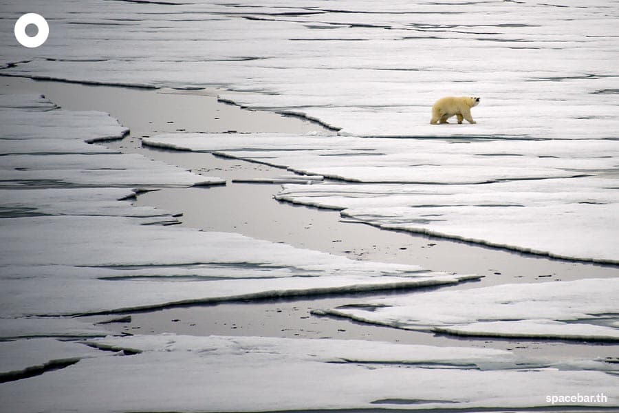 Polar_Bear_Transparent_Fur_SPACEBAR_Photo02_0772d6b0a6.jpeg