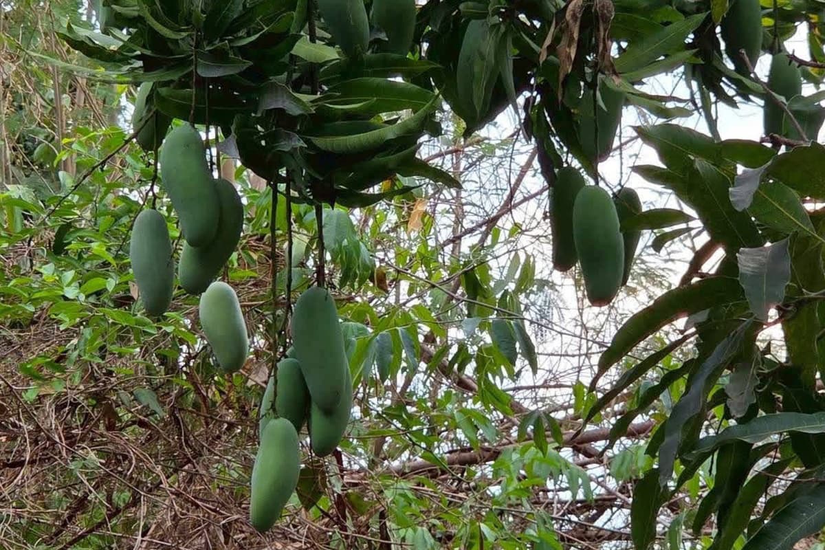 The-price-of-Lamphun-mangoes-SPACEBAR-Photo01.jpg