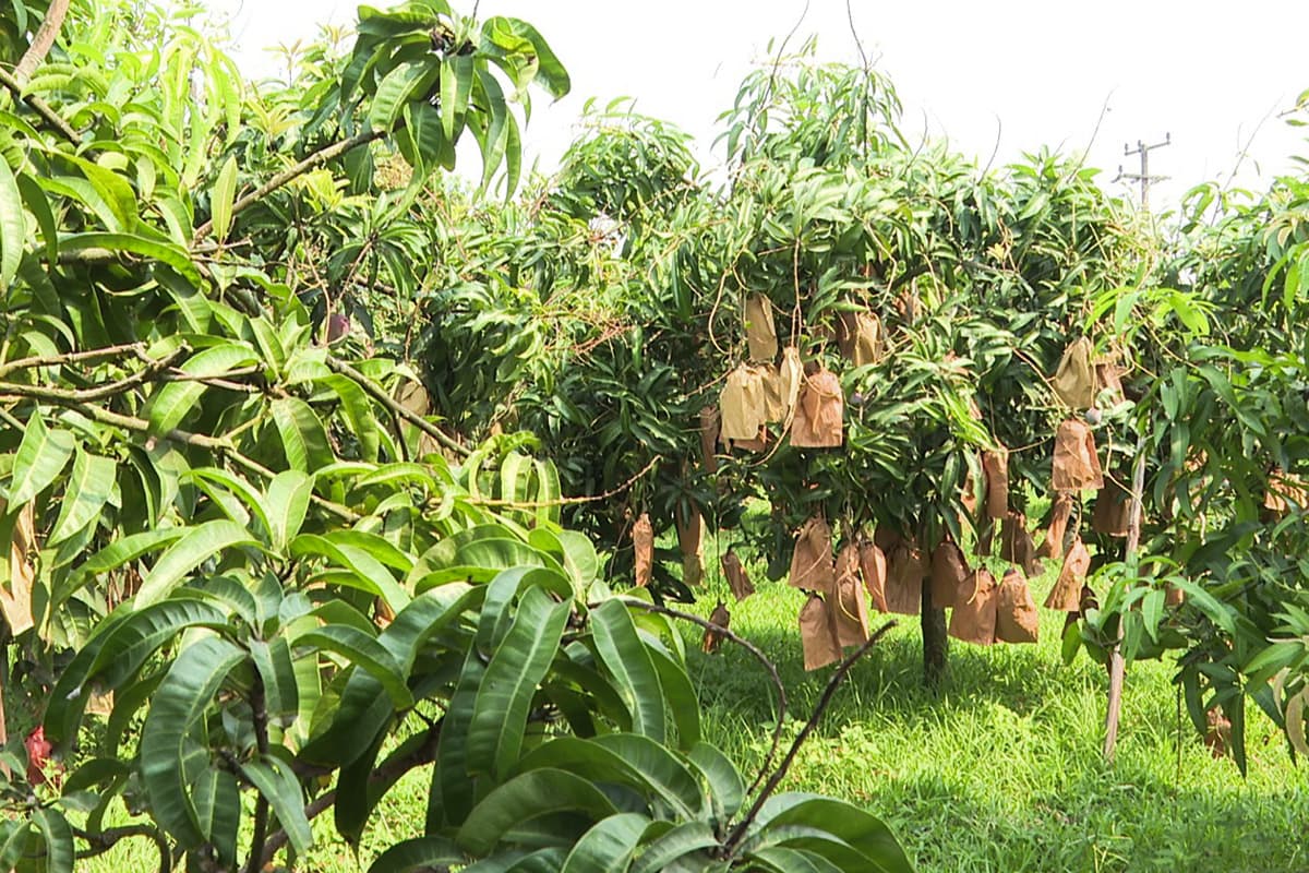 The-price-of-Lamphun-mangoes-SPACEBAR-Photo02.jpg