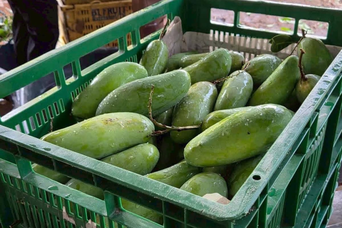 The-price-of-Lamphun-mangoes-SPACEBAR-Photo04.jpg