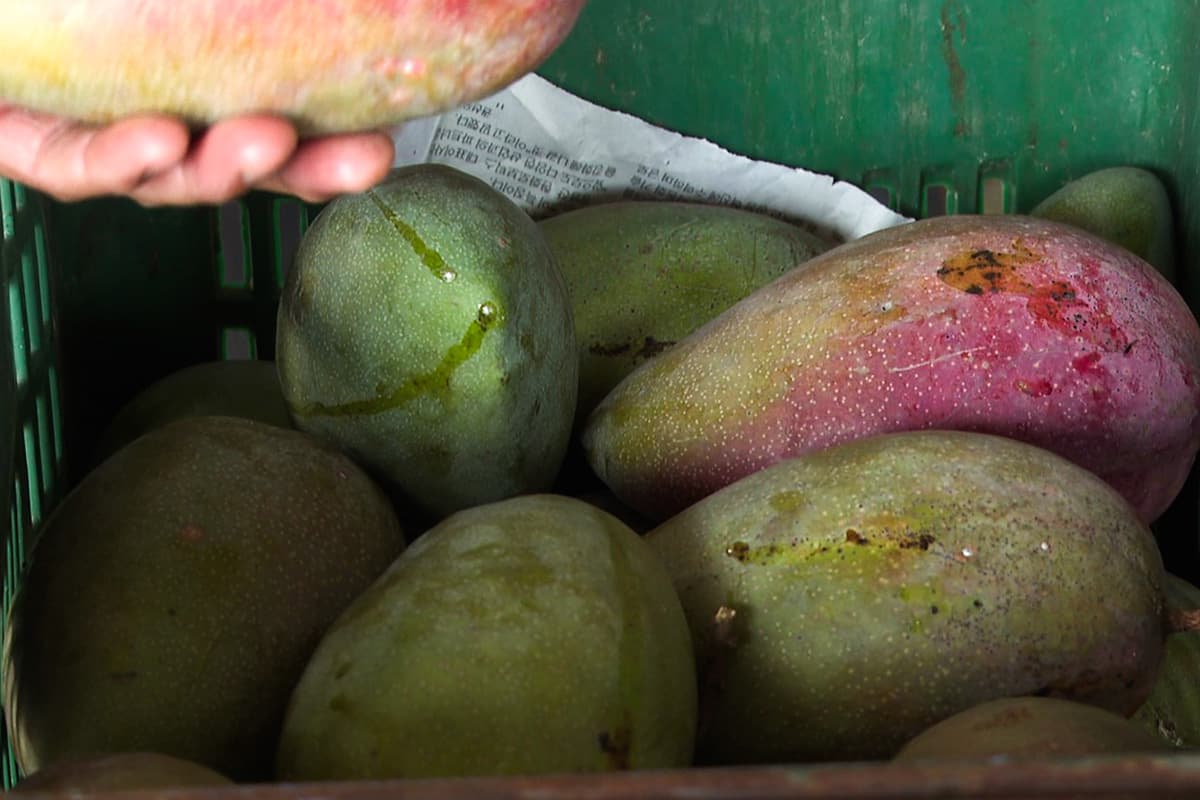 The-price-of-Lamphun-mangoes-SPACEBAR-Photo05.jpg