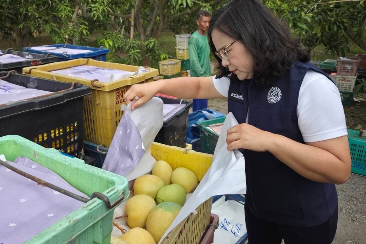 The-price-of-Lamphun-mangoes-SPACEBAR-Photo06.jpg