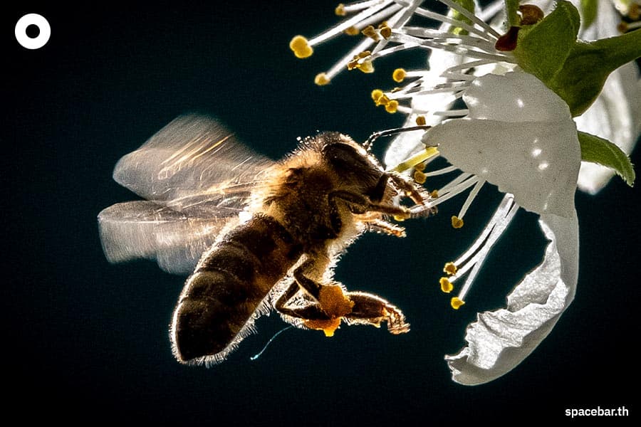 What_Would_Happen_if_All_the_Bees_Went_Extinct_SPACEBAR_Photo02_c0124dd2d6.jpeg