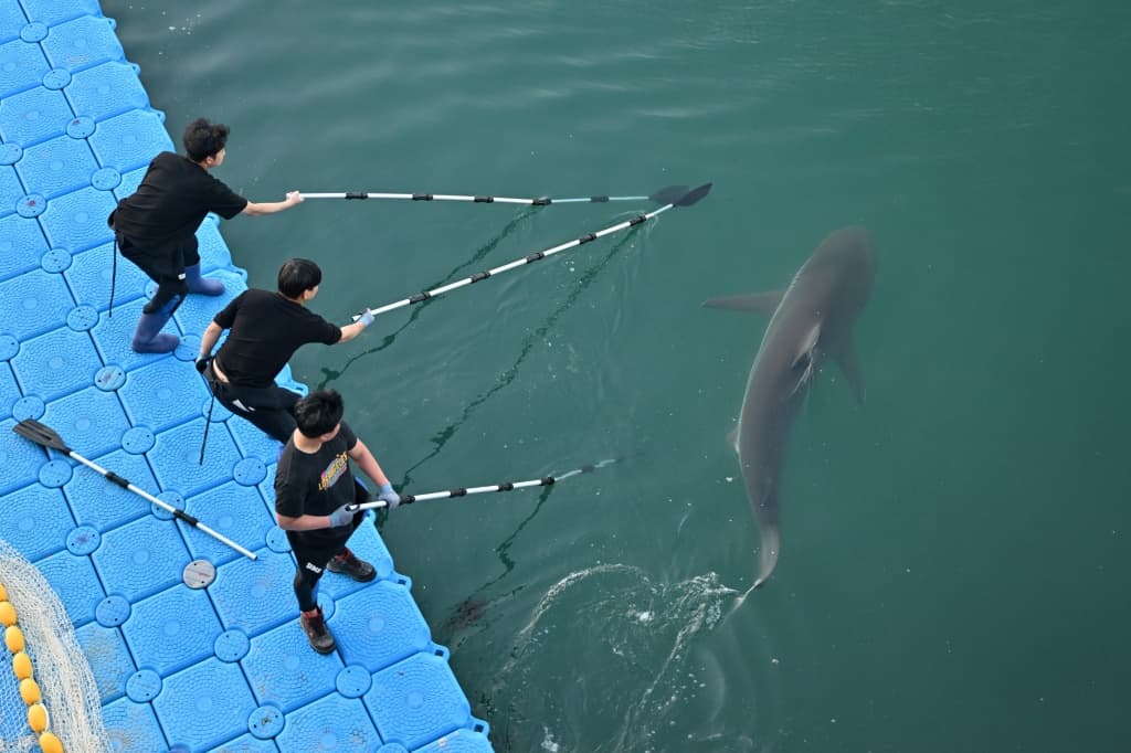 ทางการเกาหลีใต้ช่วยนำฉลามตัวหนึ่งที่กลายเป็นกระแสไวรัลออกจากคลองในเมืองปูซานได้สำเร็จ ท่ามกลางความกังวลว่าอุณหภูมิที่ลดต่ำลงอาจส่งผลต่อการอยู่รอดของฉลาม