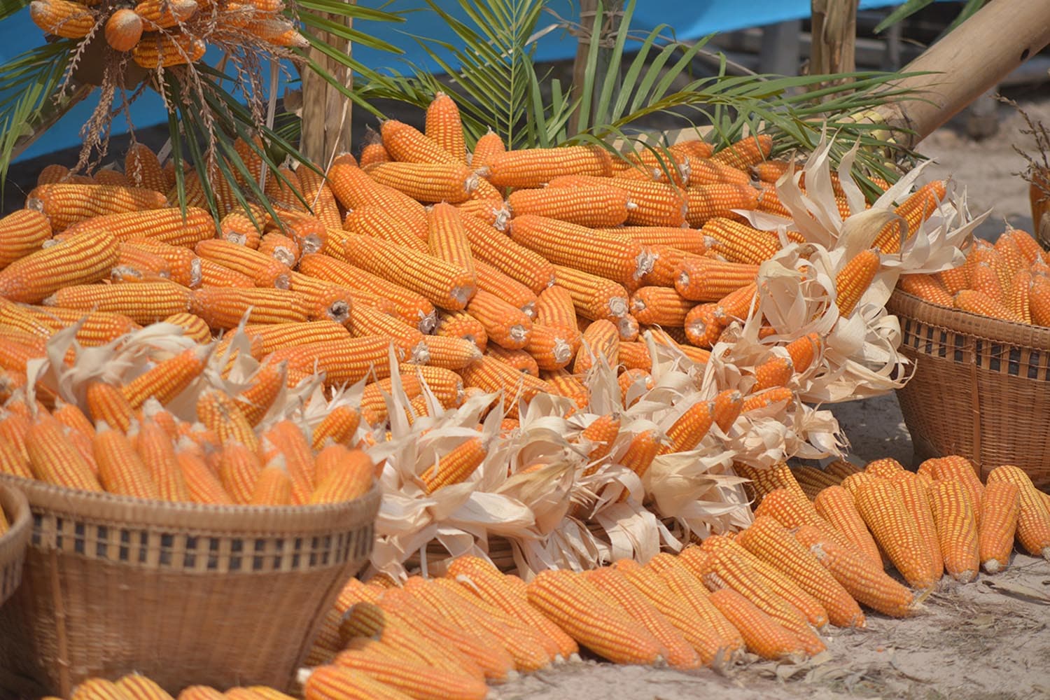 ครม.เคาะ นำเข้าข้าวโพด 1 ล้านตัน ภาษี 0% ปี 69