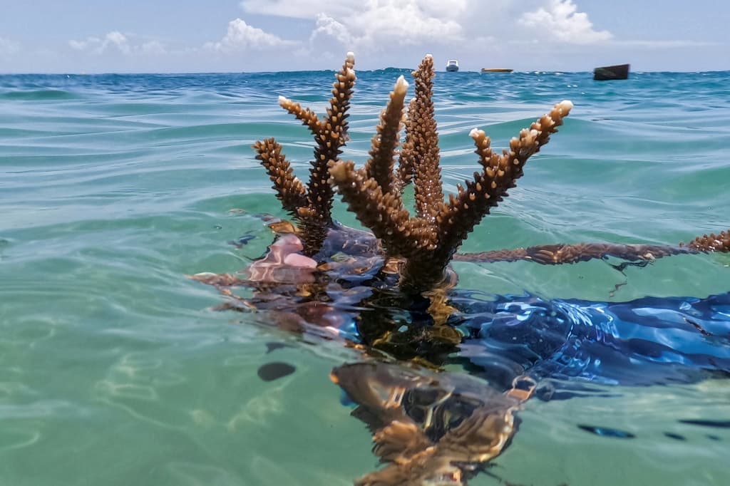 มูลนิธิ CIM Caribbean ประเมินว่าได้ปลูกปะการัง 20 สายพันธุ์ บนพื้นที่ 1.5 เฮกตาร์