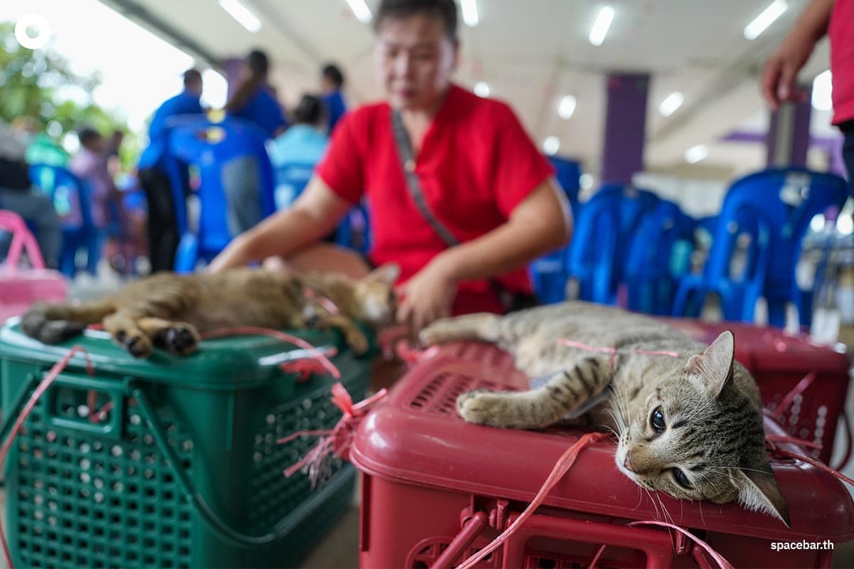 cp-7-eleven-free-sterilization-dogs-cats-world-rabies-day-SPACEBAR-Photo05.jpg