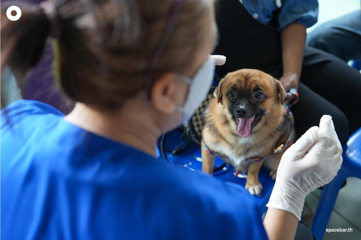 cp-7-eleven-free-sterilization-dogs-cats-world-rabies-day-SPACEBAR-Photo06.jpg
