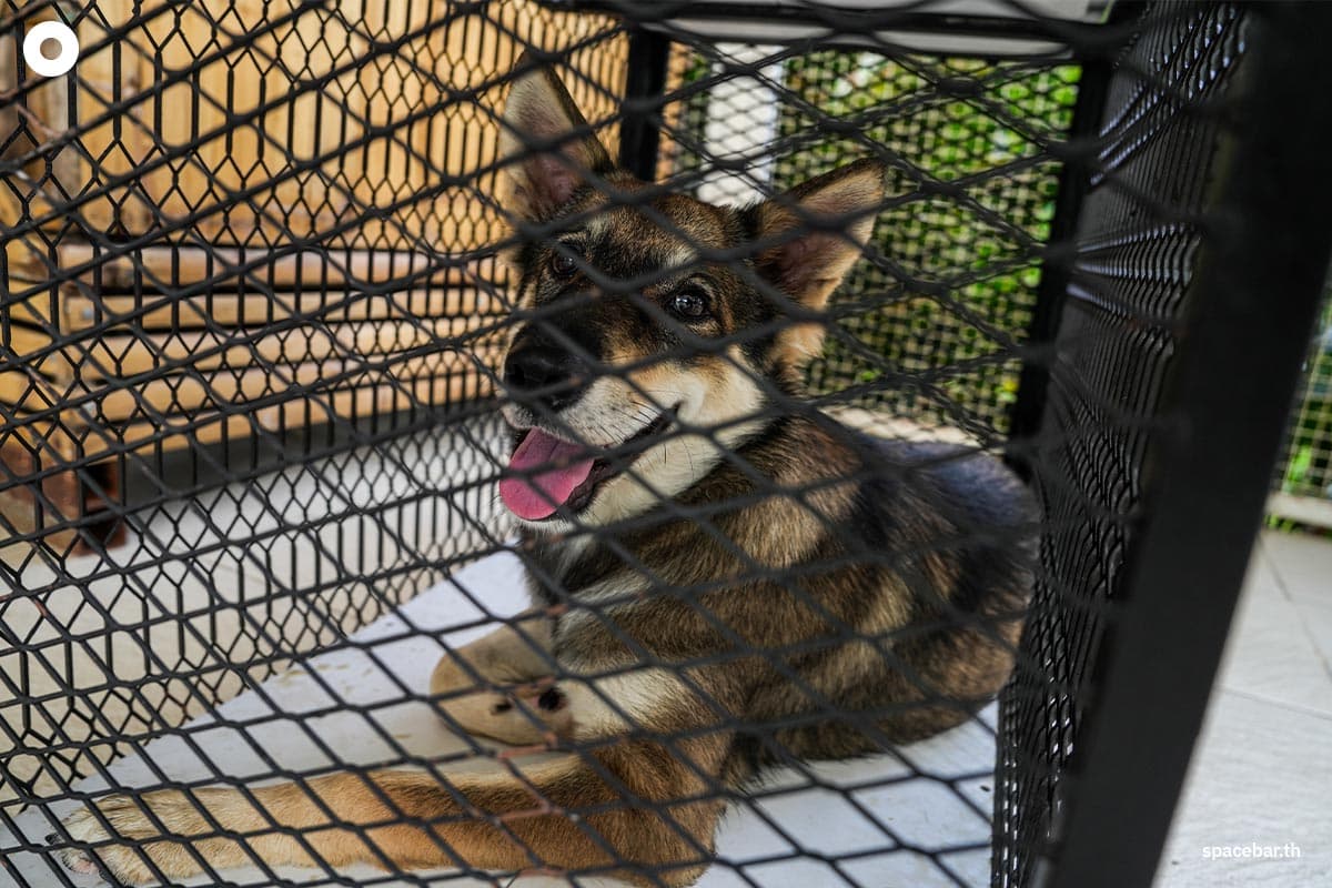 cp-7-eleven-free-sterilization-dogs-cats-world-rabies-day-SPACEBAR-Photo07.jpg