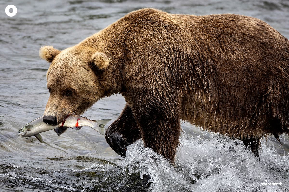 dam_salmon_coming_home_us_SPACEBAR_Photo02_d01e1eb747.jpg