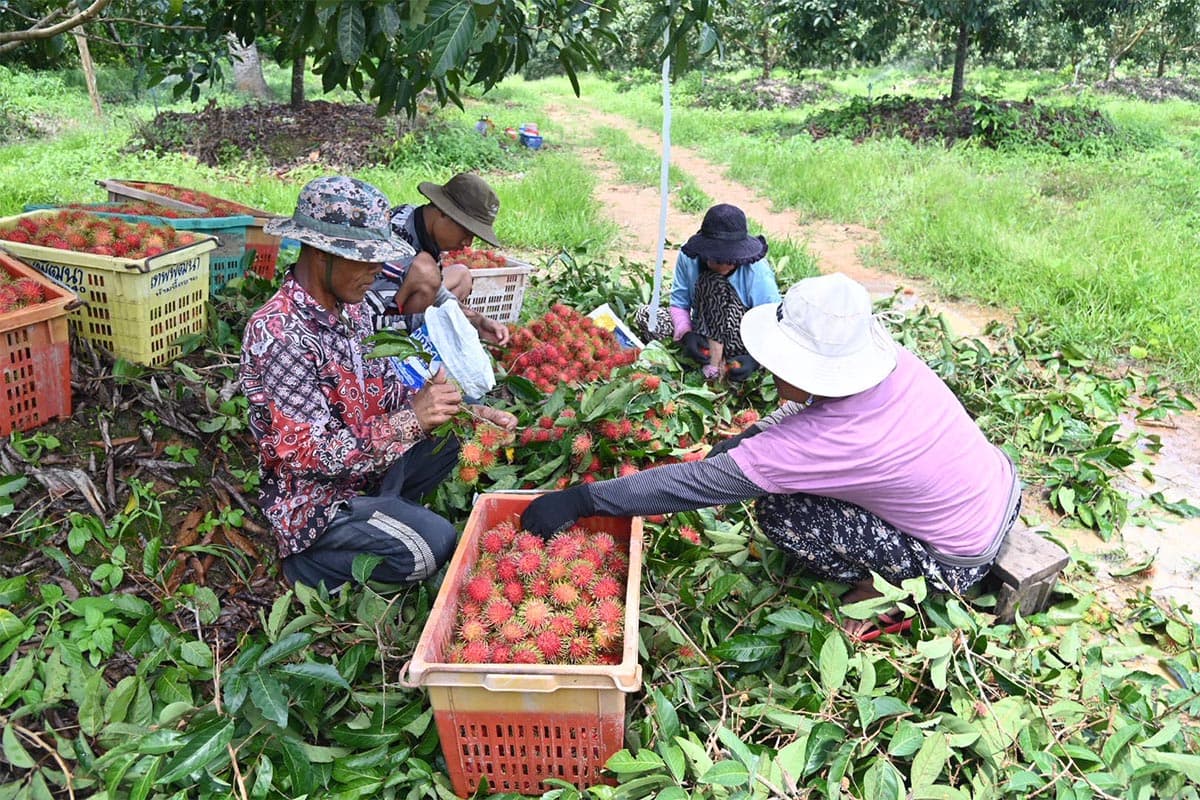 dit-commerce-rambutan-trat-price-support-SPACEBAR-Photo01.jpg