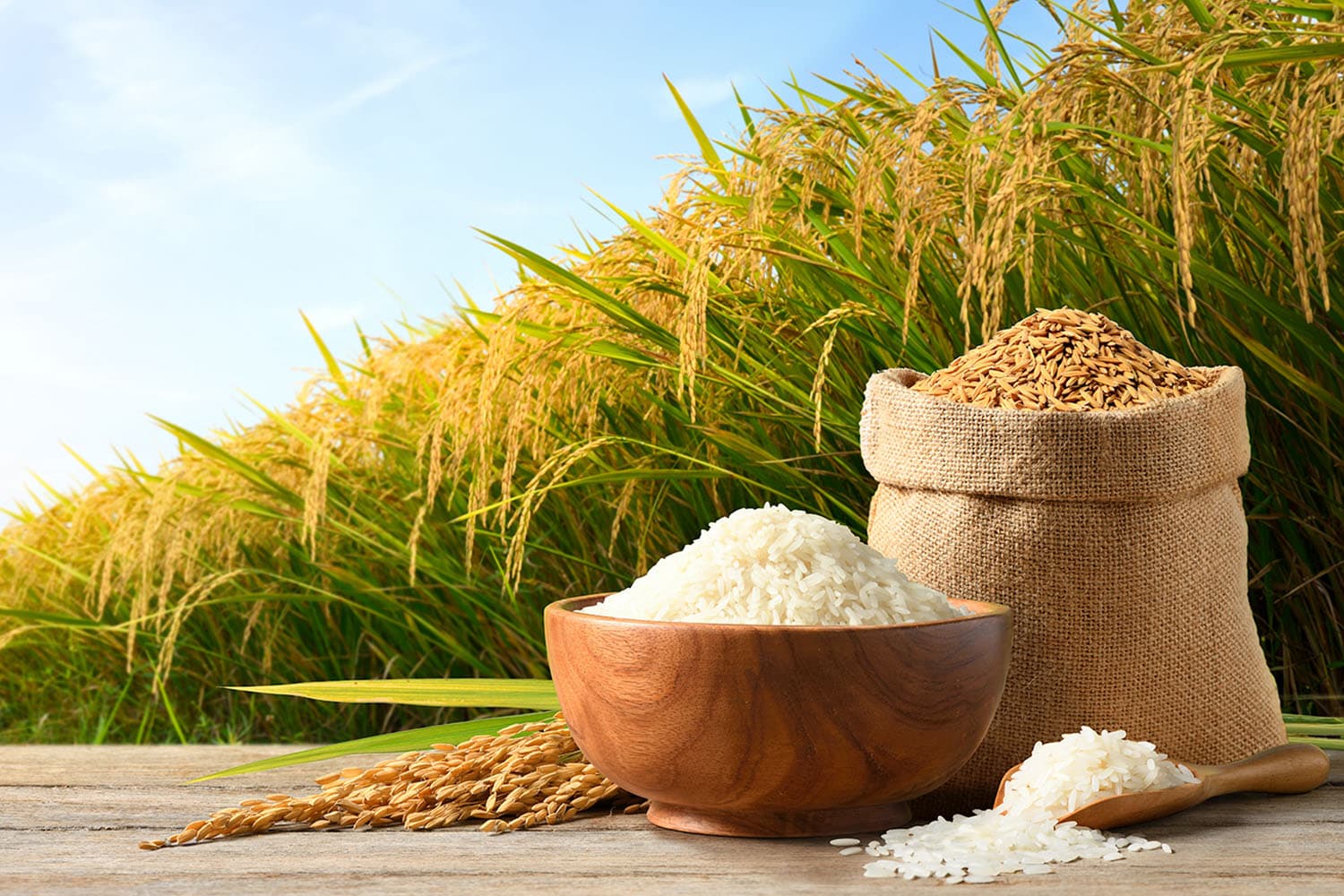 พณ.ชี้ ตลาดข้าวกลับมาคึก! ข้าวหอมดีดแตะ 16,000 บาท/ตัน