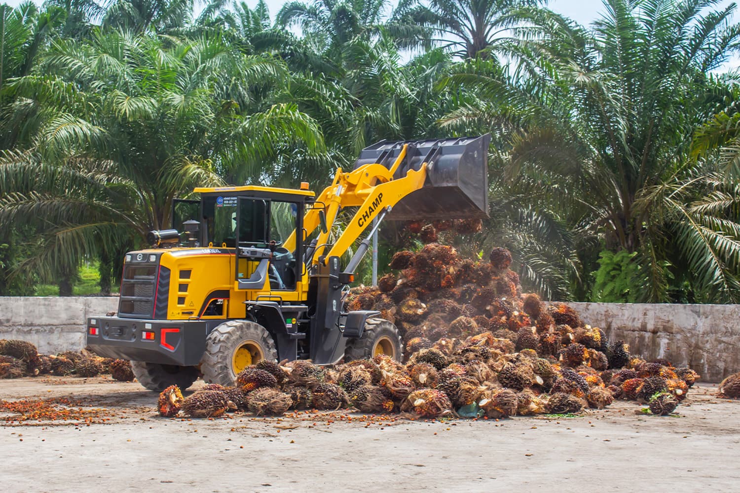 พาณิชย์คุมราคารับซื้อปาล์ม ดันใช้ไบโอดีเซลพยุงตลาด