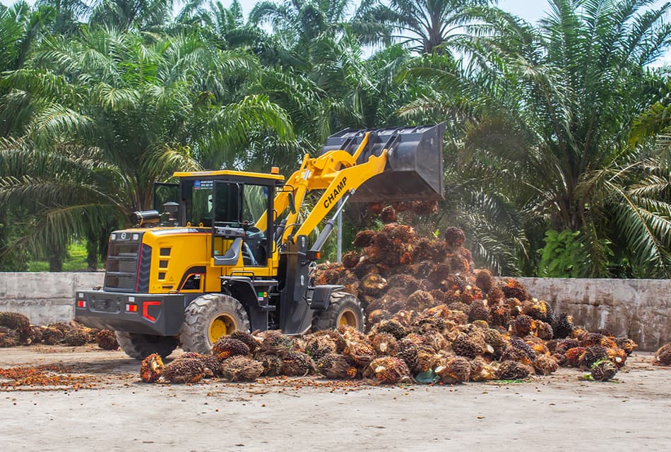 พาณิชย์คุมราคารับซื้อปาล์ม ดันใช้ไบโอดีเซลพยุงตลาด
