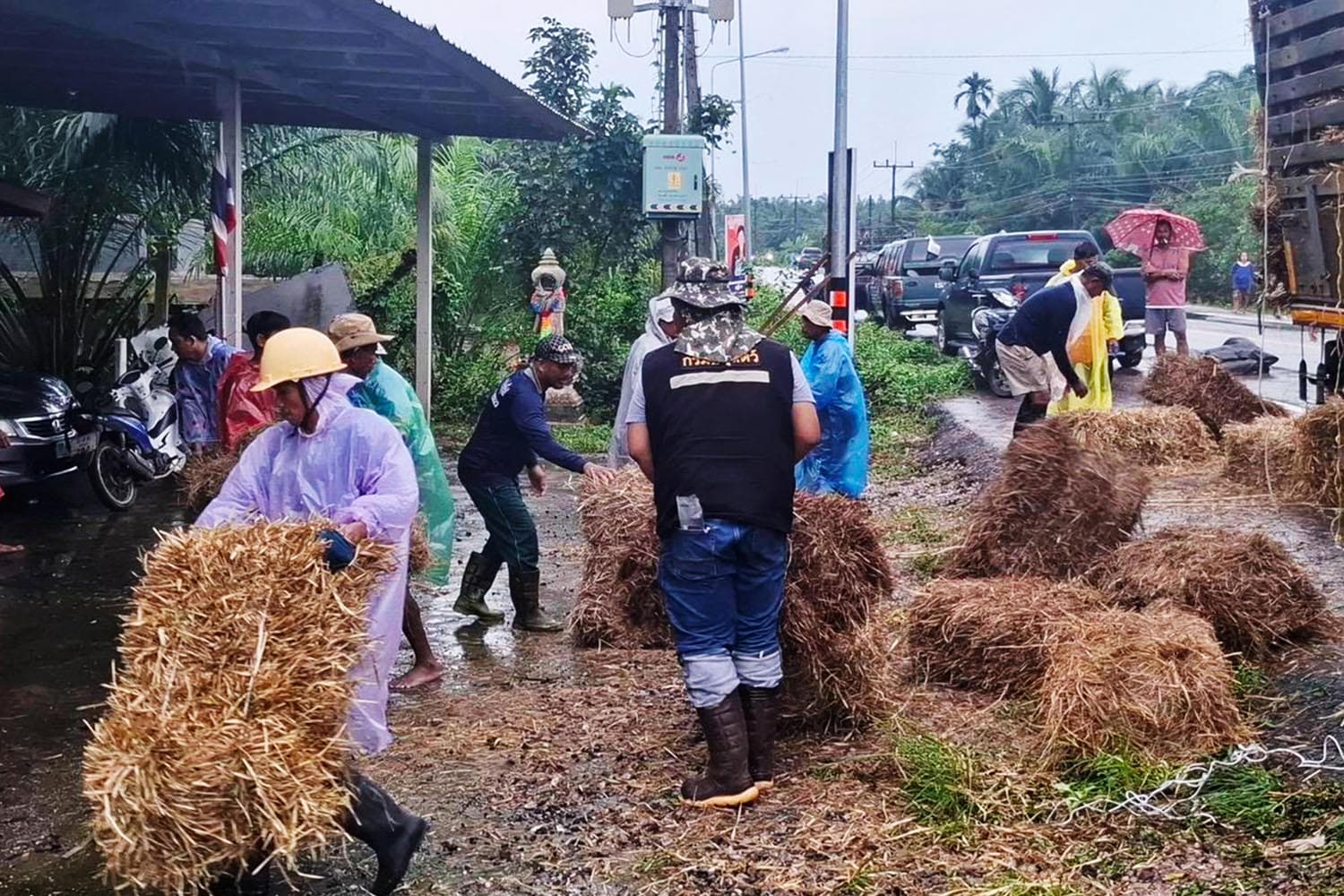 ปศุสัตว์ เร่งส่งหญ้าพระราชทาน ช่วยเกษตรกรสัตว์น้ำท่วมใต้