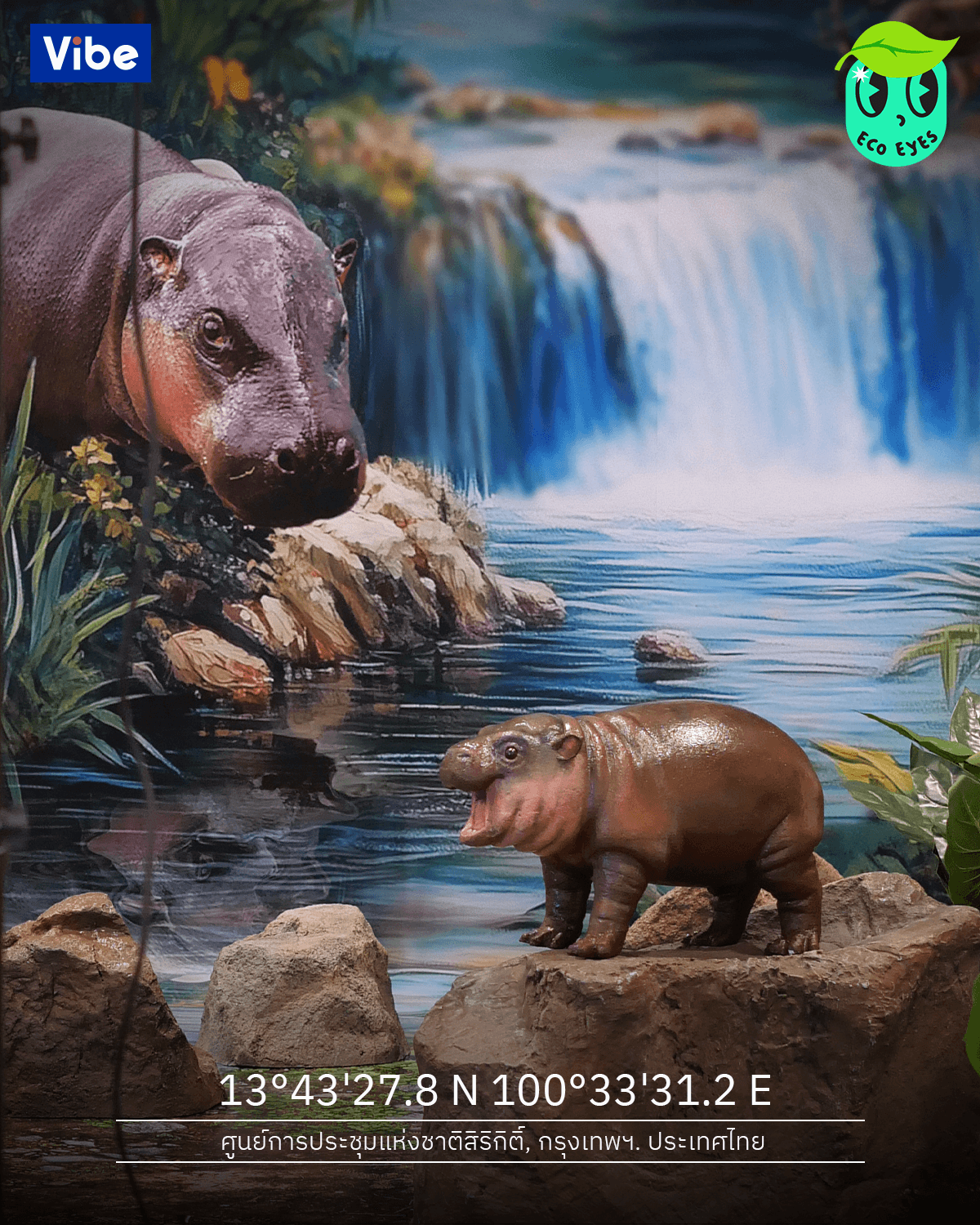 ecoeyes_moo_deng_photoshoot_sx2024_VIBE_FB_Post_1afd53e415.png