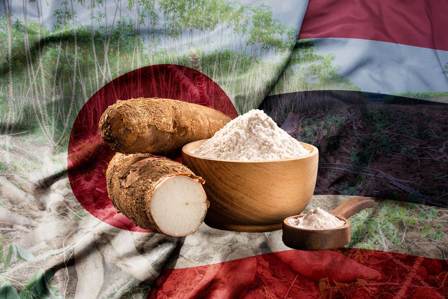 มันสำปะหลังไทย รุกตลาดญี่ปุ่น คต. ดันสู่ห่วงโซ่อุตสาหกรรมมูลค่าสูง