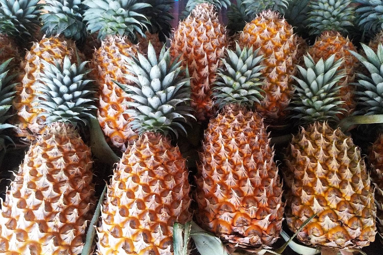 สับปะรดสวี ขึ้นแท่น GI ดันเศรษฐกิจชุมพร