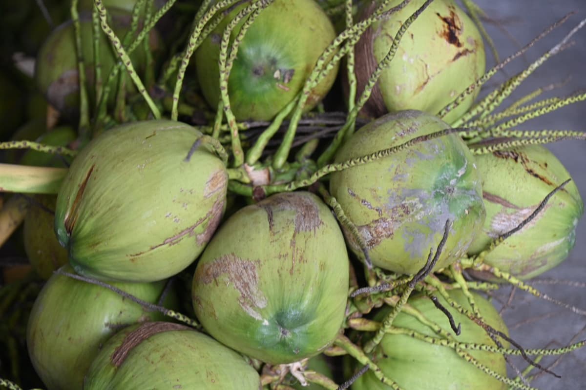 economic-business-thai-coconut-farmers-community-prices-SPACEBAR-Photo01.jpg