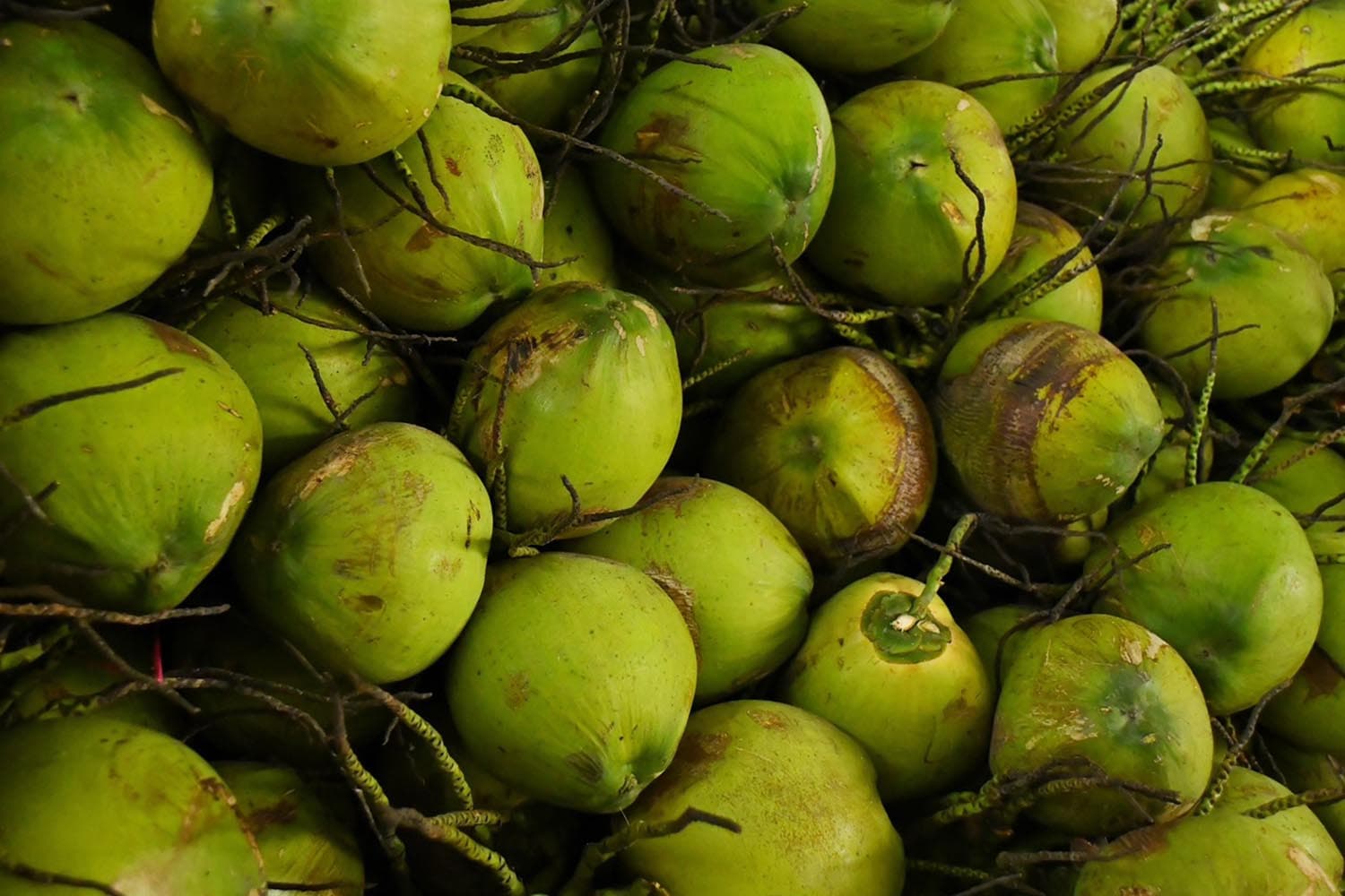 มะพร้าวบ้านแพ้วราคาดิ่ง เหลือลูกละ 2 บาท เร่งหาตลาดช่วยชาวสวน