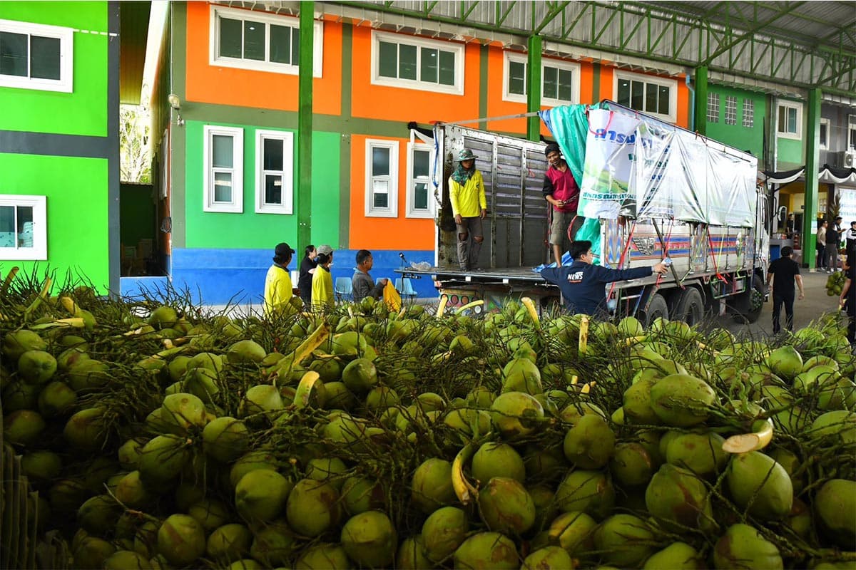 economic-business-thai-coconut-market-price-SPACEBAR-Photo01.jpg