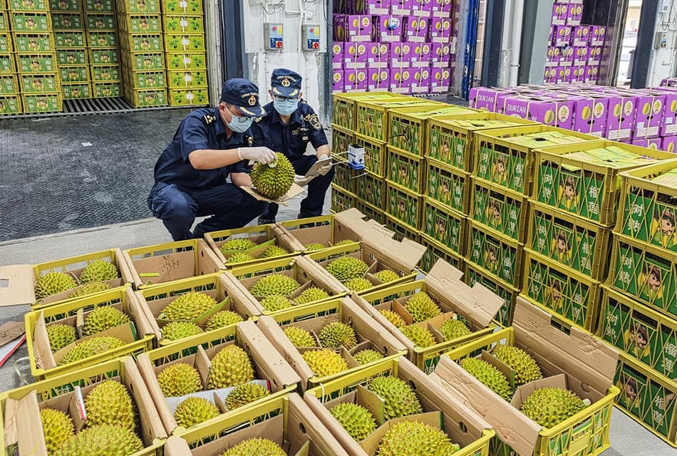 ทุเรียนไทยฟีเวอร์ บุกจีนรับตรุษจีน ยอดนำเข้าพุ่งกระฉูด