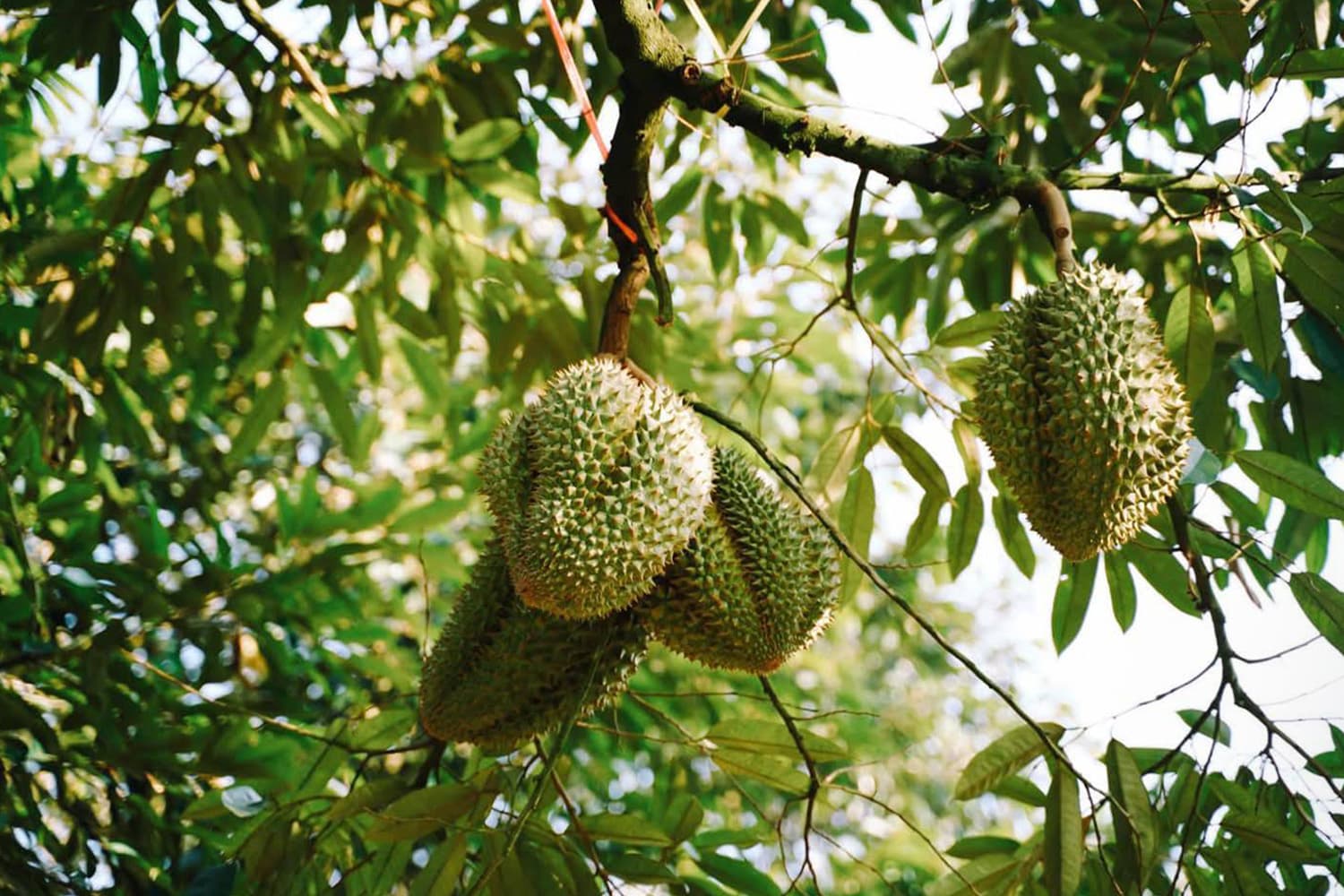 เปิดฤดูทุเรียนตะวันออกปี69 เข้มมาตรฐาน กันทุเรียนอ่อนหลุดตลาด