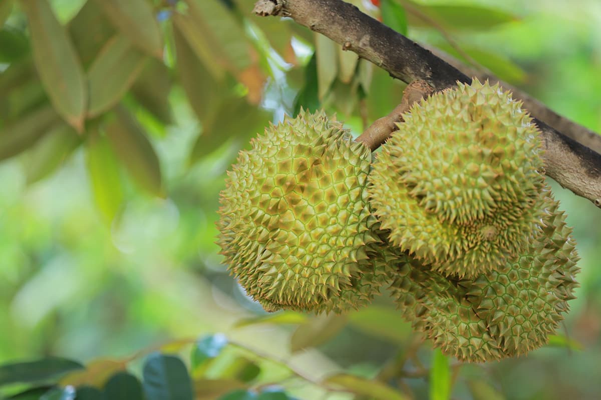 economic-business-thai-eastern-durian-SPACEBAR-Photo01-1.jpg