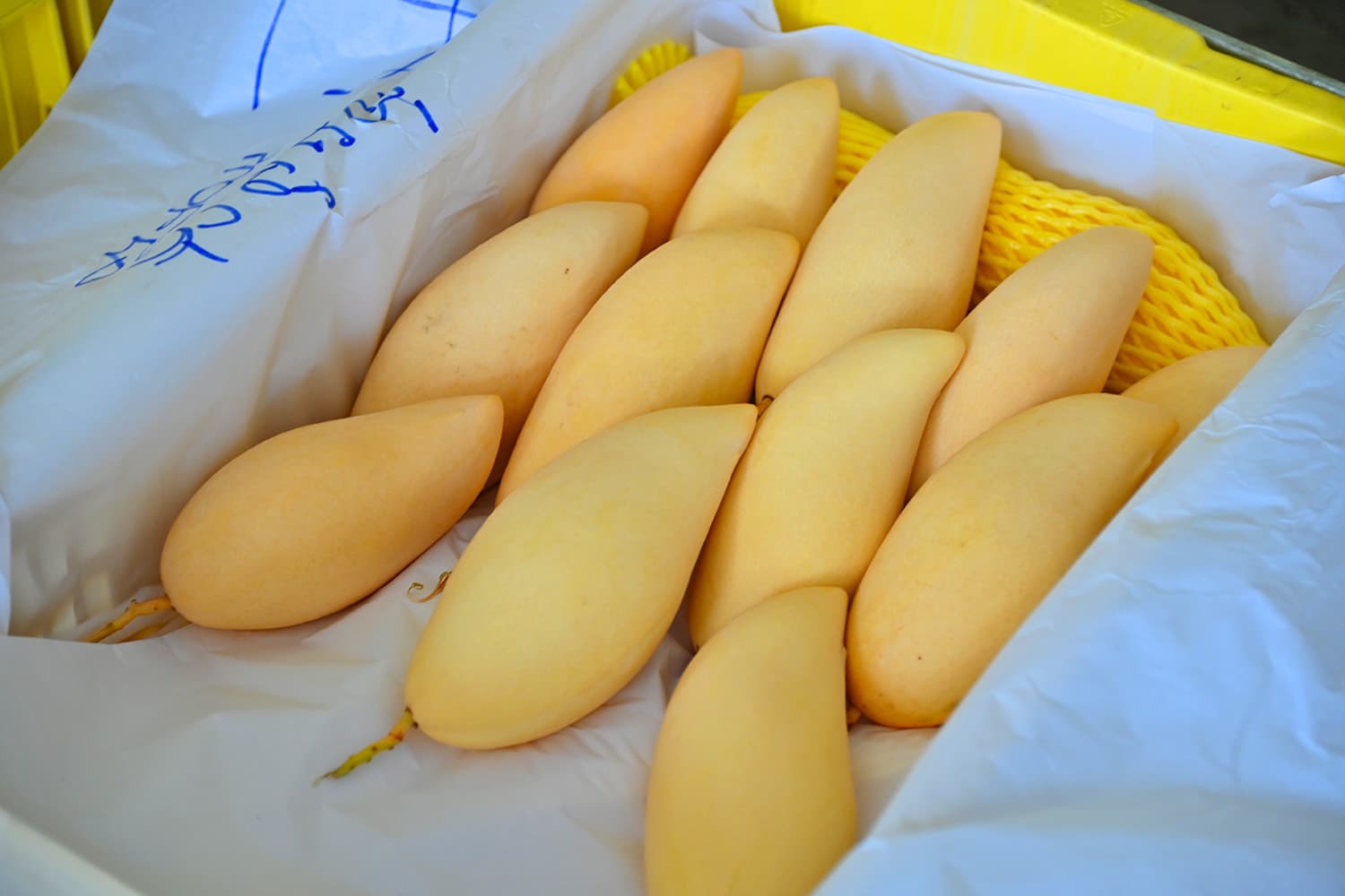 เร่งระบายมะม่วง ผนึกเอกชนดูดซับผลผลิตล้นตลาด