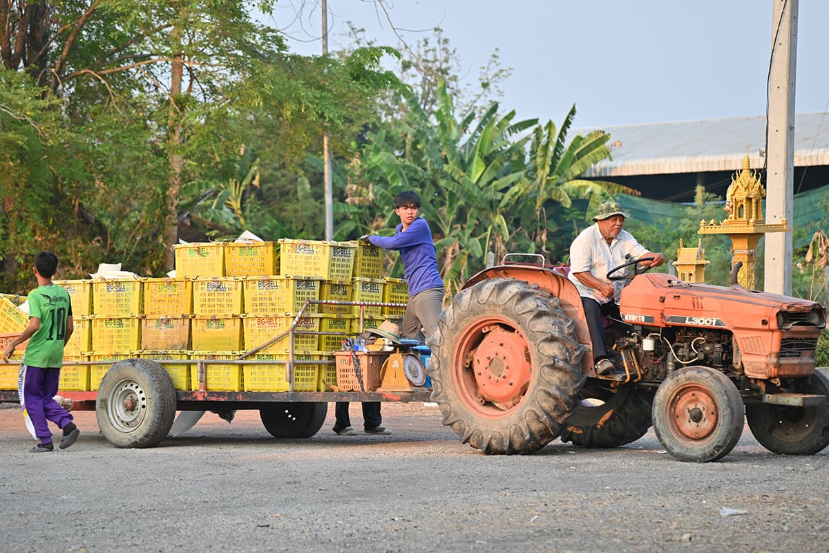 economic-business-thai-mango-sales-produce-SPACEBAR-Photo01.jpg