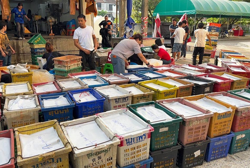 มะม่วงไทยบุกญี่ปุ่น! อ.ต.ก.เปิดเกมส่งออกล็อตแรก 20 ตัน