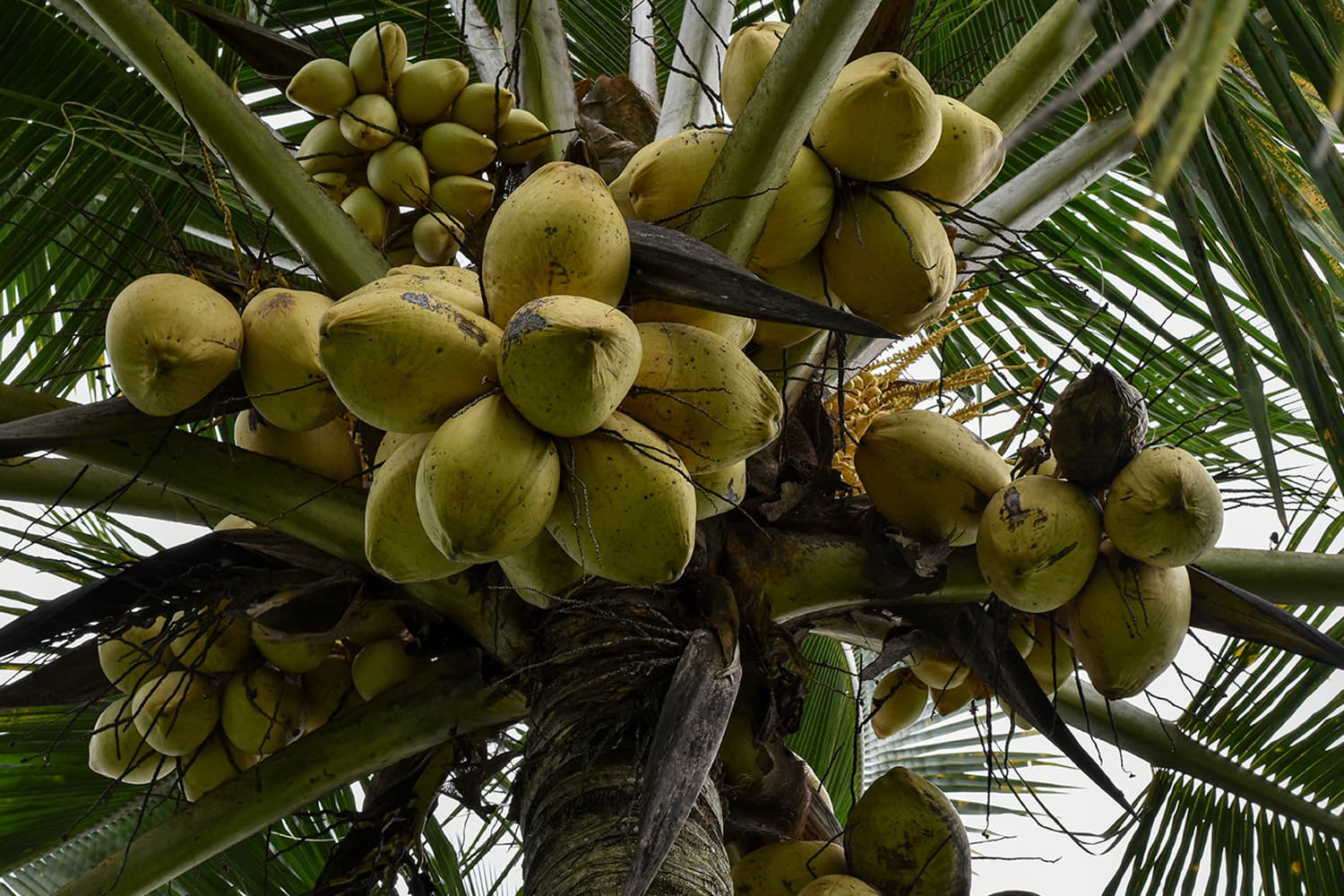 พาณิชย์ลุยปราบนอมินี แก้ราคามะพร้าวน้ำหอมตกต่ำ