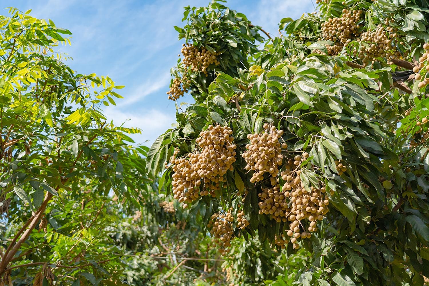 อัดงบฟื้นฟูสวนลำไย ยกระดับคุณภาพ เพิ่มรายได้เกษตรกรภาคเหนือ