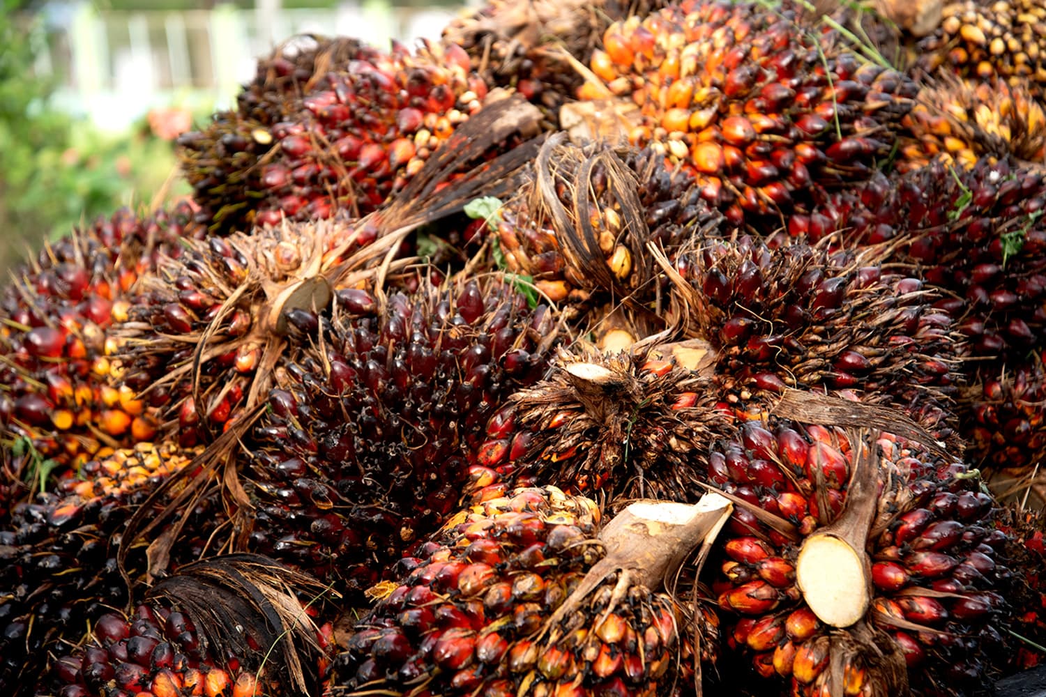 คุมเข้มส่งออกปาล์ม สกัดขาดแคลนช่วงน้ำมันแพง