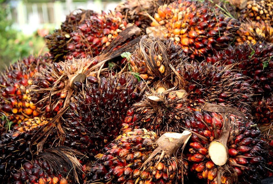 คุมเข้มส่งออกปาล์ม สกัดขาดแคลนช่วงน้ำมันแพง
