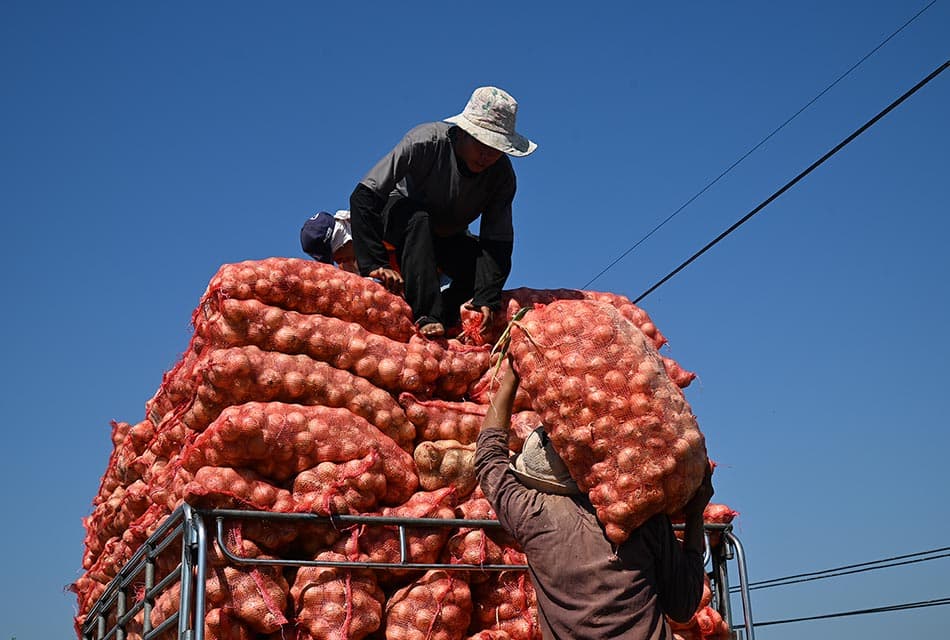 คุมเข้มขนย้ายหอมหัวใหญ่ทั่วไทย สกัดลักลอบ–รักษาเสถียรภาพราคา