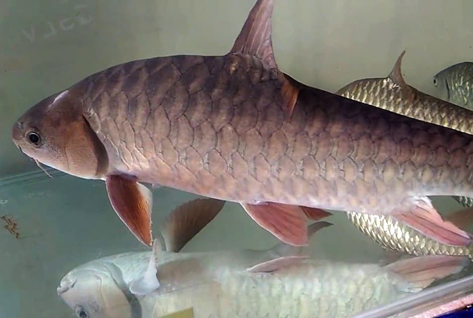 กรมประมงดัน ‘ปลาพลวงชมพู’ ขึ้นแท่นสินค้า GI ดาวรุ่งตัวใหม่ยะลา