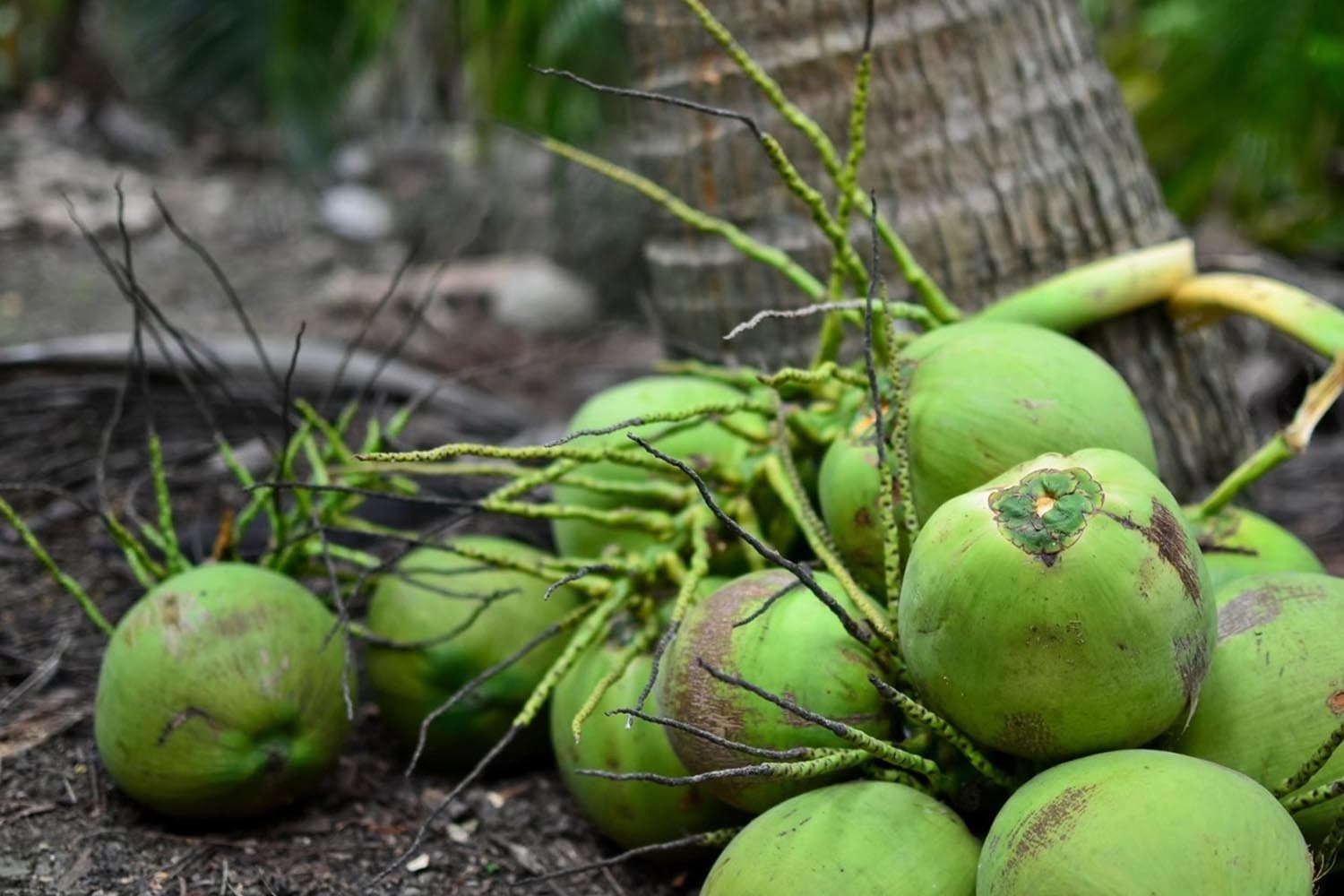 พาณิชย์ ลุยพยุงมะพร้าวน้ำหอม สกัดราคาดิ่ง-คุมล้ง-ดันส่งออกทั่วโลก