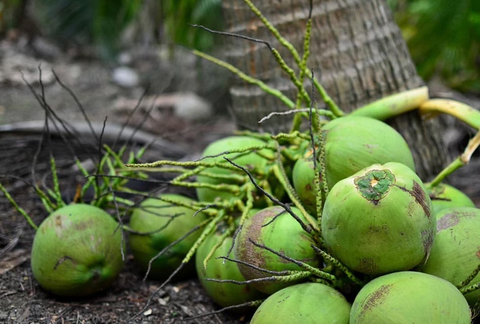 พาณิชย์ ลุยพยุงมะพร้าวน้ำหอม สกัดราคาดิ่ง-คุมล้ง-ดันส่งออกทั่วโลก