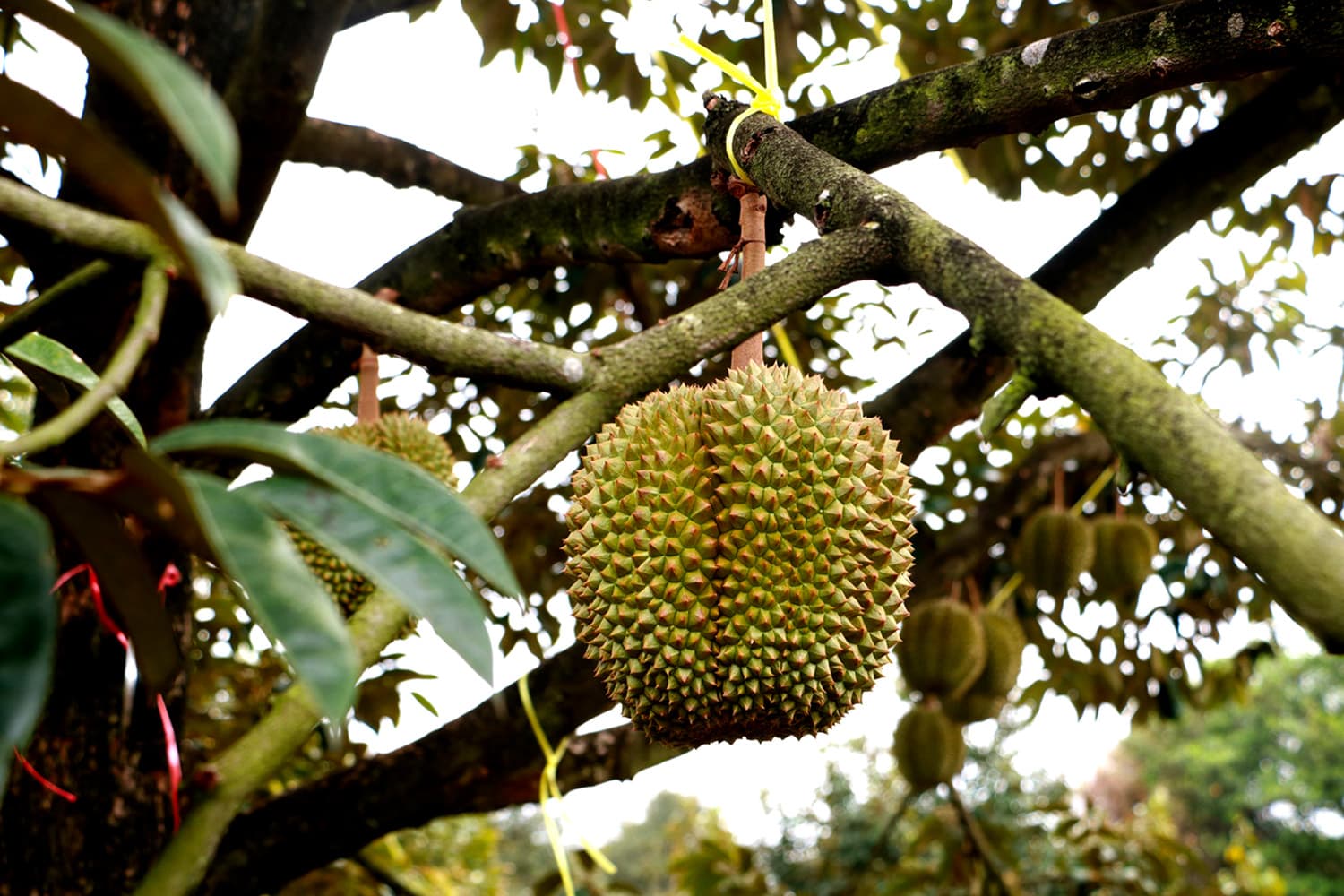 คุมเข้มคุณภาพทุเรียน ยกระดับมาตรฐานส่งออก สร้างความเชื่อมั่นตลาดโลก
